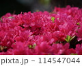 雨上がりの赤いツツジ 114547044