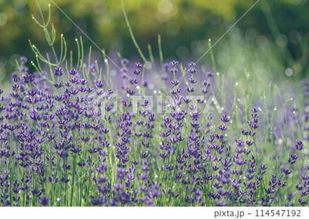 ラベンダー 114547192