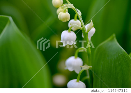白いスズランの花 114547512