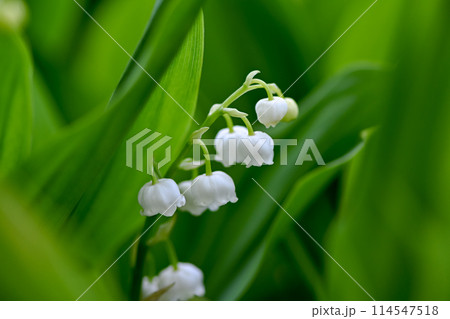 白いスズランの花 114547518