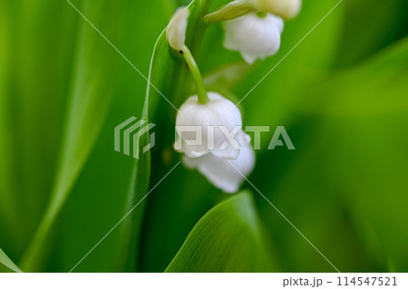 白いスズランの花 白いスズランの花 114547521