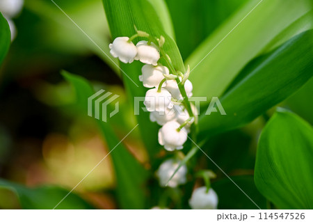 白いスズランの花 白いスズランの花 114547526