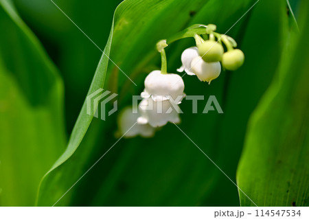 白いスズランの花 白いスズランの花 114547534