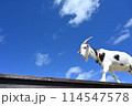 青空を走るヤギ 114547578