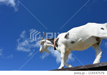 青空を走るヤギ 114547579