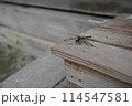 とんぼ 114547581