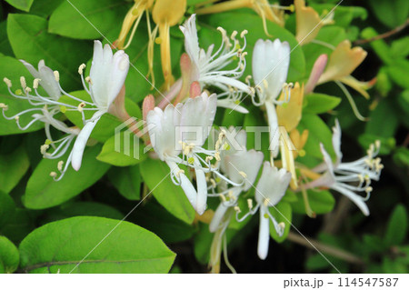 スイカズラ 114547587