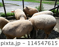ヒツジ 114547615