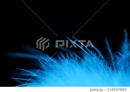 Blue texture abstract on black background, bird feather Blue texture abstract on black background, bird feather 114547665