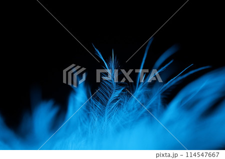 Blue texture abstract on black background, bird feather  114547667