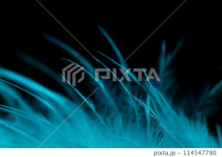 White texture abstract on black background, bird feather  114547780