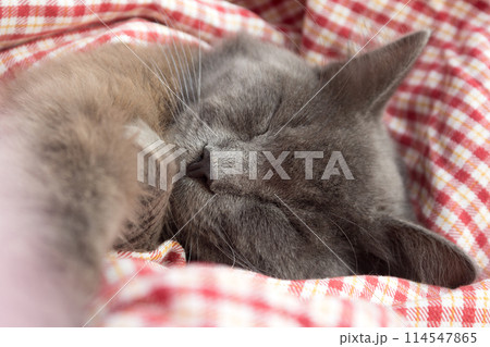 Gray kitten sleeping sweetly on back, stretched out paw 114547865