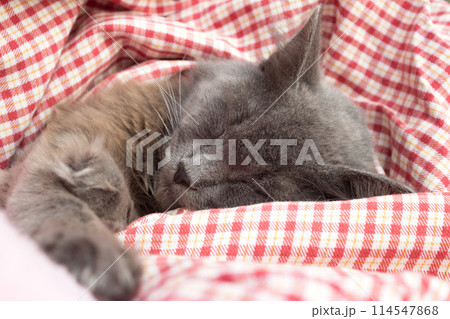 Gray kitten sleeping sweetly on back, stretched out paw 114547868