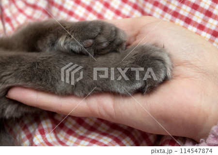 Fluffy gray kitten paws in the women's palm, hand Fluffy gray kitten paws in the women's palm, hand 114547874