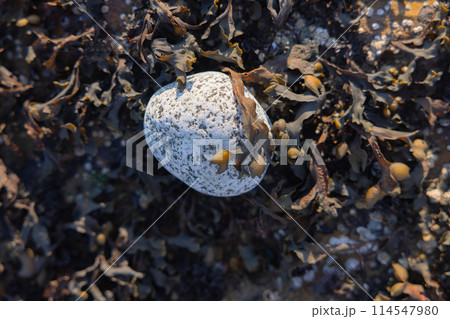 Moss and stones on a textured coastal surface Moss and stones on a textured coastal surface 114547980