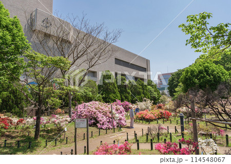 平成つつじ園　つつじの色彩り鮮やかな公園　東京都練馬区 114548067