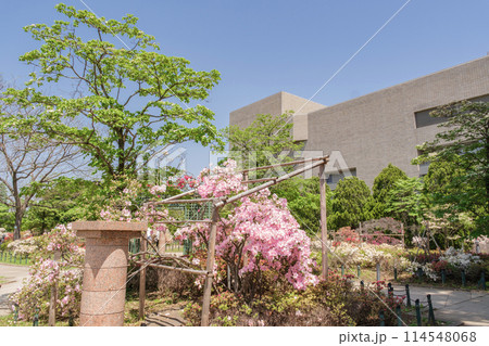平成つつじ園　つつじの色彩り鮮やかな公園　東京都練馬区 114548068