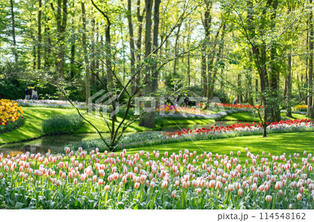 オランダキューケンホフ公園のチューリップ 114548162