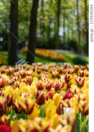 オランダキューケンホフ公園のチューリップ 114548164