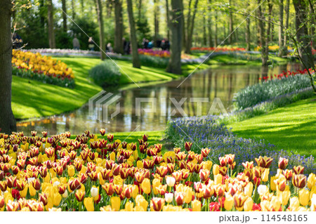 オランダキューケンホフ公園のチューリップ 114548165