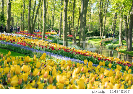 オランダキューケンホフ公園のチューリップ 114548167