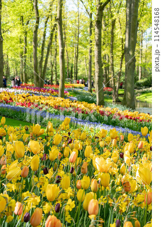 オランダキューケンホフ公園のチューリップ 114548168