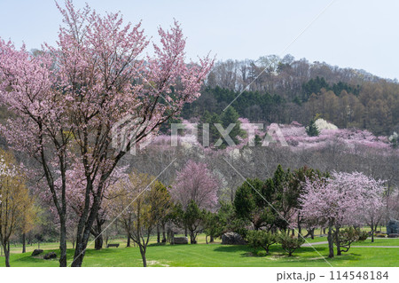 富良野・朝日ヶ丘公園の春 富良野・朝日ヶ丘公園の春 114548184