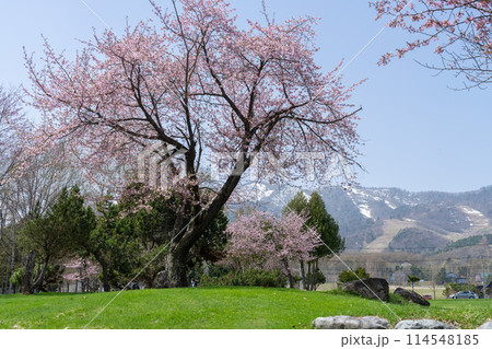 富良野・朝日ヶ丘公園の春 富良野・朝日ヶ丘公園の春 114548185