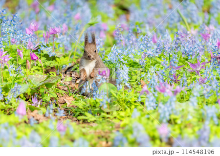 エゾリスとカタクリ・エゾエンゴサク咲く春 114548196