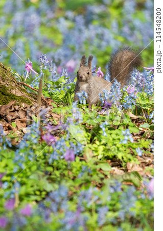エゾリスとカタクリ・エゾエンゴサク咲く春 エゾリスとカタクリ・エゾエンゴサク咲く春 114548200