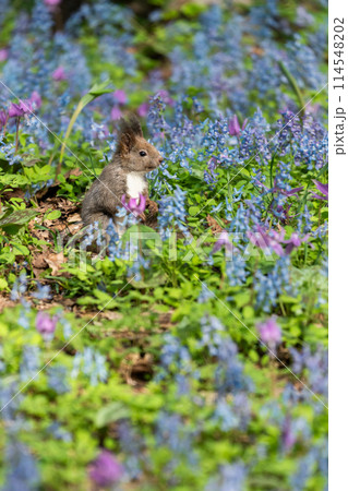 エゾリスとカタクリ・エゾエンゴサク咲く春 114548202