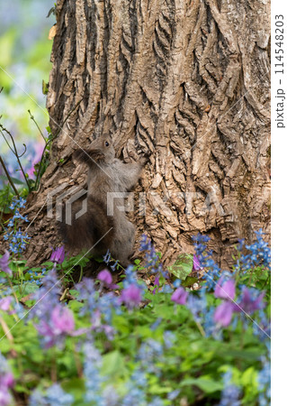 エゾリスとカタクリ・エゾエンゴサク咲く春 114548203