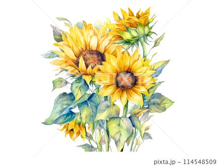 水彩で描いた夏のひまわり 水彩で描いた夏のひまわり 114548509