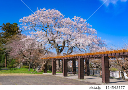 宮城県仙台市 春の仙台城跡、二の丸広場 宮城県仙台市 春の仙台城跡、二の丸広場 114548577