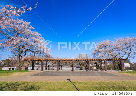 宮城県仙台市 春の仙台城跡、二の丸広場 114548578