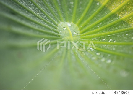 蓮の葉の上の水滴 114548608