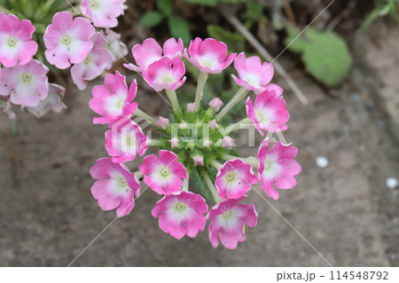 春の庭に咲くピンク色の宿根バーベナの花 春の庭に咲くピンク色の宿根バーベナの花 114548792