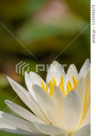 睡蓮の華 睡蓮の華 114548873