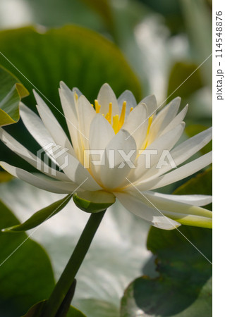 白い蓮の花 114548876