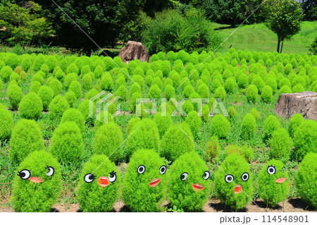馬見丘陵公園（奈良県北葛城郡）新緑のコキア 114548901