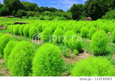 馬見丘陵公園（奈良県北葛城郡）新緑のコキア 114548903