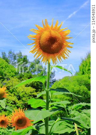 馬見丘陵公園（奈良県北葛城郡）に咲くひまわりの花 114548911
