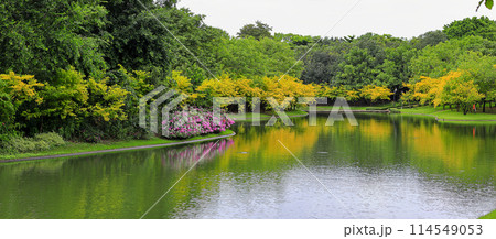 scenery of summer day at lake, beautiful tree with reflections in water with beautiful sky. scenery of summer day at lake, beautiful tree with reflections in water with beautiful sky. 114549053