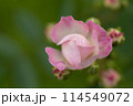 可憐なピンクのバラ 114549072