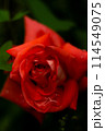 雨に濡れた薔薇 114549075