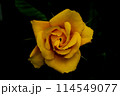 夜に咲く黄色いバラ 114549077