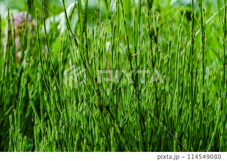 邪魔にされているが有用植物のホーステールというハーブ 邪魔にされているが有用植物のホーステールというハーブ 114549080