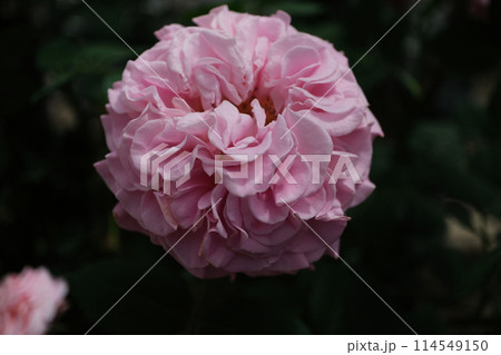 はな阿蘇美のバラ 114549150