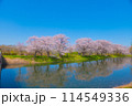 水面に映る満開の桜 114549336