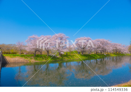 水面に映る満開の桜 114549336